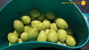 Делаю варенье из маньчжурского ореха