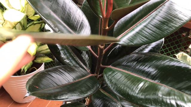 SECRETO SA MALUSOG NG BLACK PRINCE/FICUS ELASTICA NA MAY KASAMANG CARETIPS