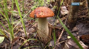Курганцам рассказали, какие опасности подстерегают в лесах грибников