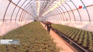 Опубликован список мест в Волгограде для продажи саженцев и рассады