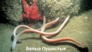 МИКСИНА?/Рыбы/ Животные/Интересные факты