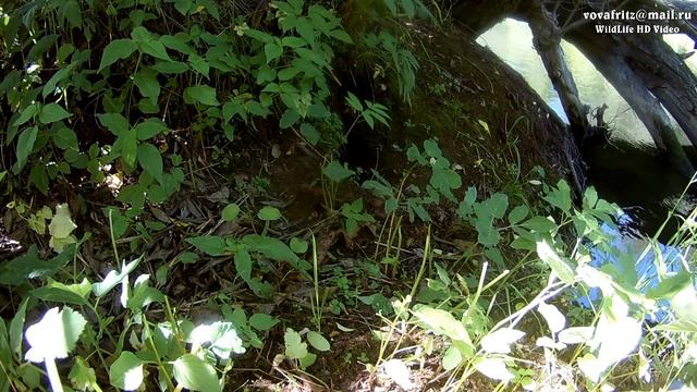 Американская норка (American mink, Neovison vison) смотреть онлайн