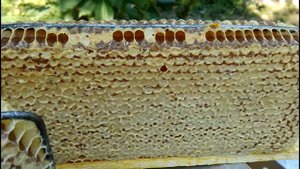 Мед в сотах (Сотовый мед)