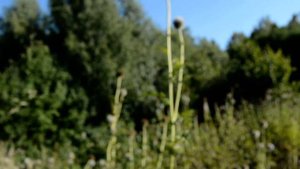 Мордовник шароголовый  купить.