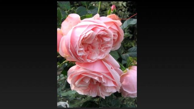 Aphrodite Rose, Tantau смотреть онлайн