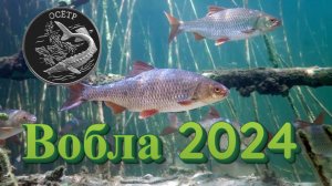 Рыбалка в Астрахани. ВОБЛА - 2024. Рыболовная база ОСЁТР.