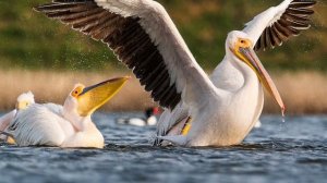 Пеликан любитель поесть. Удевительный Мир.