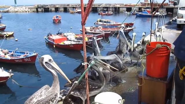 The Journey Through Chile. Main Video. (Путешествие по Чили. Основное видео)