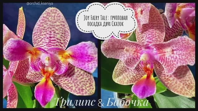 Phal. Joy Fairy Tale: трилипс и бабочка в групповой посадке | Две Сказки в одной посадке | Обзор ?