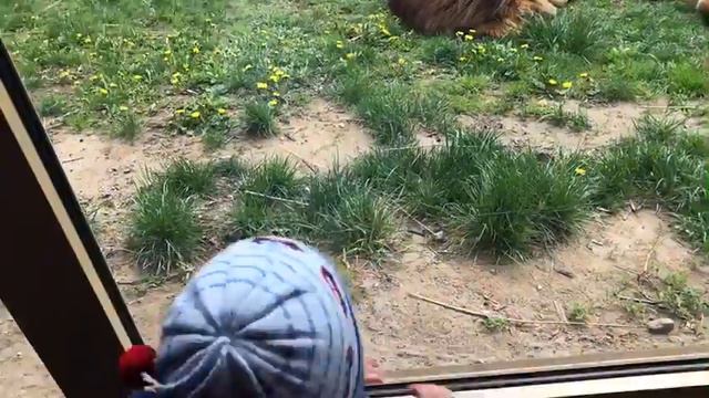 Три льва спят у окна кафе в зоопарке Вроцлава смотреть онлайн