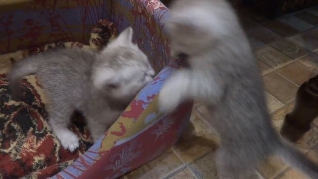 Шотландские котята 1.5 месяца