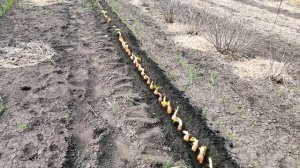 Как высадить лук на чернушку. Лук дельфин высаживаю на семена.