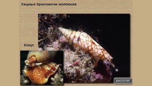 Многообразие брюхоногих моллюсков