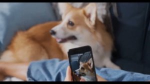 Как выбрать свою ПЕРВУЮ собаку? ТОП 5 проблем при покупке собаки!