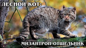 ЕВРОПЕЙСКИЙ ЛЕСНОЙ КОТ: Родственник горной китайской кошки | Интересные факты про кошек и животных