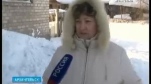 В Исакогорском округе волки загрызли домашнюю собаку