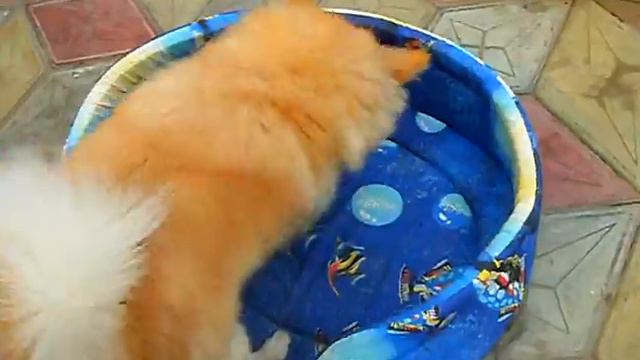 Чи-хуа-хуа Ева рыбачит смотреть онлайн