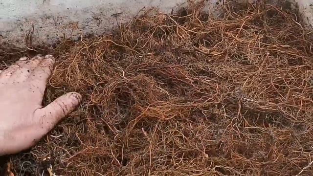 Как правильно заложить, маточный корень малины на проращивание! смотреть онлайн