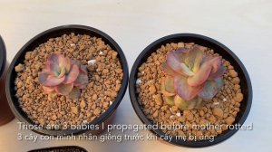 #403 SAVING SUCCULENT FROM ROOT ROT | PHÁT HIỆN & CỨU SEN ĐÁ BỊ ÚNG