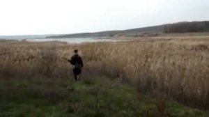 Охота с биглями на фазана