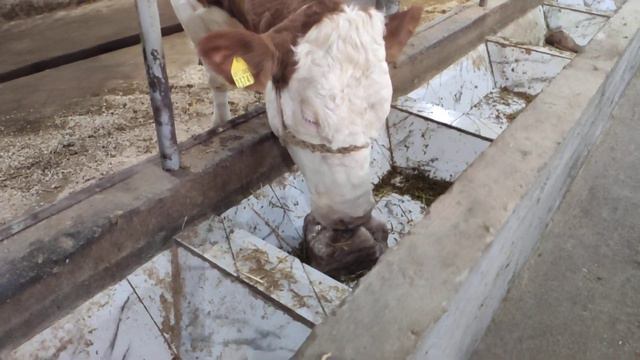 Bo'g'oz mollar sotiladi! Симментал, Швиц, Немис зотли, Монбельярд! Продаются стельные коровы!