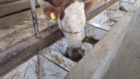 Bo'g'oz mollar sotiladi! Симментал, Швиц, Немис зотли, Монбельярд! Продаются стельные коровы!