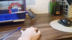 Как научить попугая танцевать