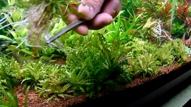 Pogostemon helferi (low tech növénykalauz) смотреть онлайн