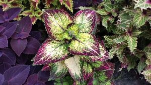 Клумба колеусов