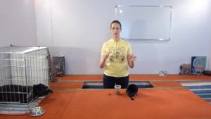 Как научить собаку давать лапу