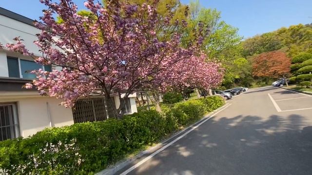 3 PINK KANZAN SAKURA TREES #pinkflowers #sakuraddicteri #teriflowers #seoulgrandpark #seoulkorea смотреть онлайн