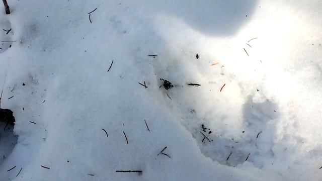 Охота на соболя!! Шок!! 1/2 соболя!! смотреть онлайн