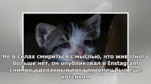 Эд Ширан тяжело переживает гибель любимого кота