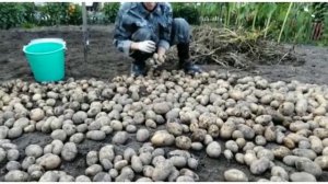 СИБИРСКИЙ УРОЖАЙ КАРТОФЕЛЯ//КОПАЕМ КАРТОШКУ