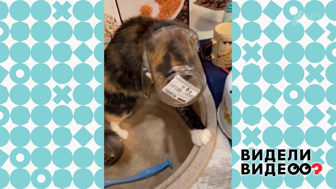 Кошка в ковшике застряла. Видели видео? Фрагмент выпуска от 19.01.2020