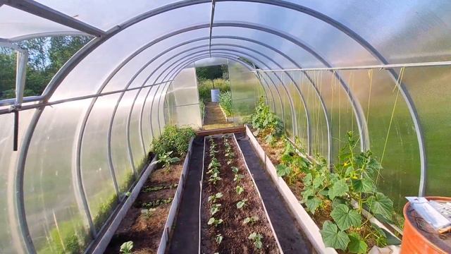 ОБЗОР участка В ИЮНЕ | 15 СОТОК | ПРОГУЛКА по САДУ | WALK in MY garden