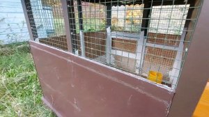 КУРЫ НЕСУШКИ ДЛЯ КАЖДОЙ СЕМЬИ/Сколько кур прокормят себя сами