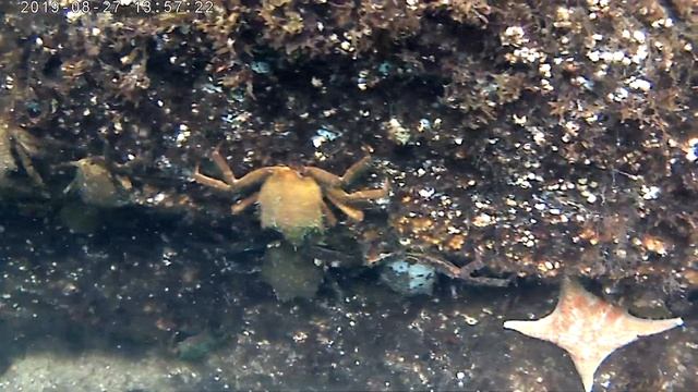 Madrona Point Spider Crabs смотреть онлайн
