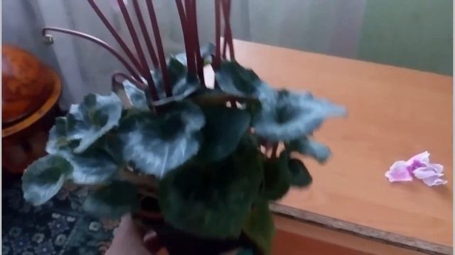 Цикламен уход в домашних условиях/ Cyclamen