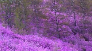 Где-то багульник на сопках цветет