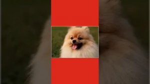 18 Собак Которых Скрестили С Померанским Шпицем!!! Пёс Тузик Говорящая Собака