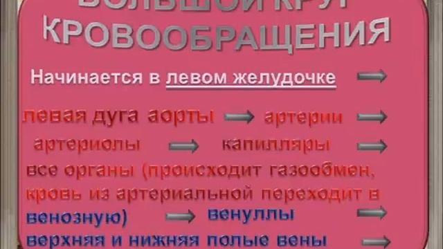 Кровеносная система.AVI