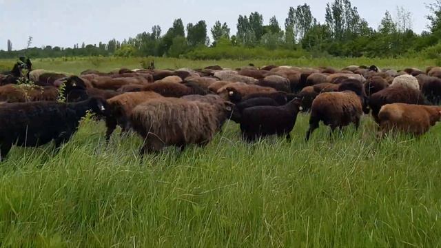 Ягнята подростают. смотреть онлайн