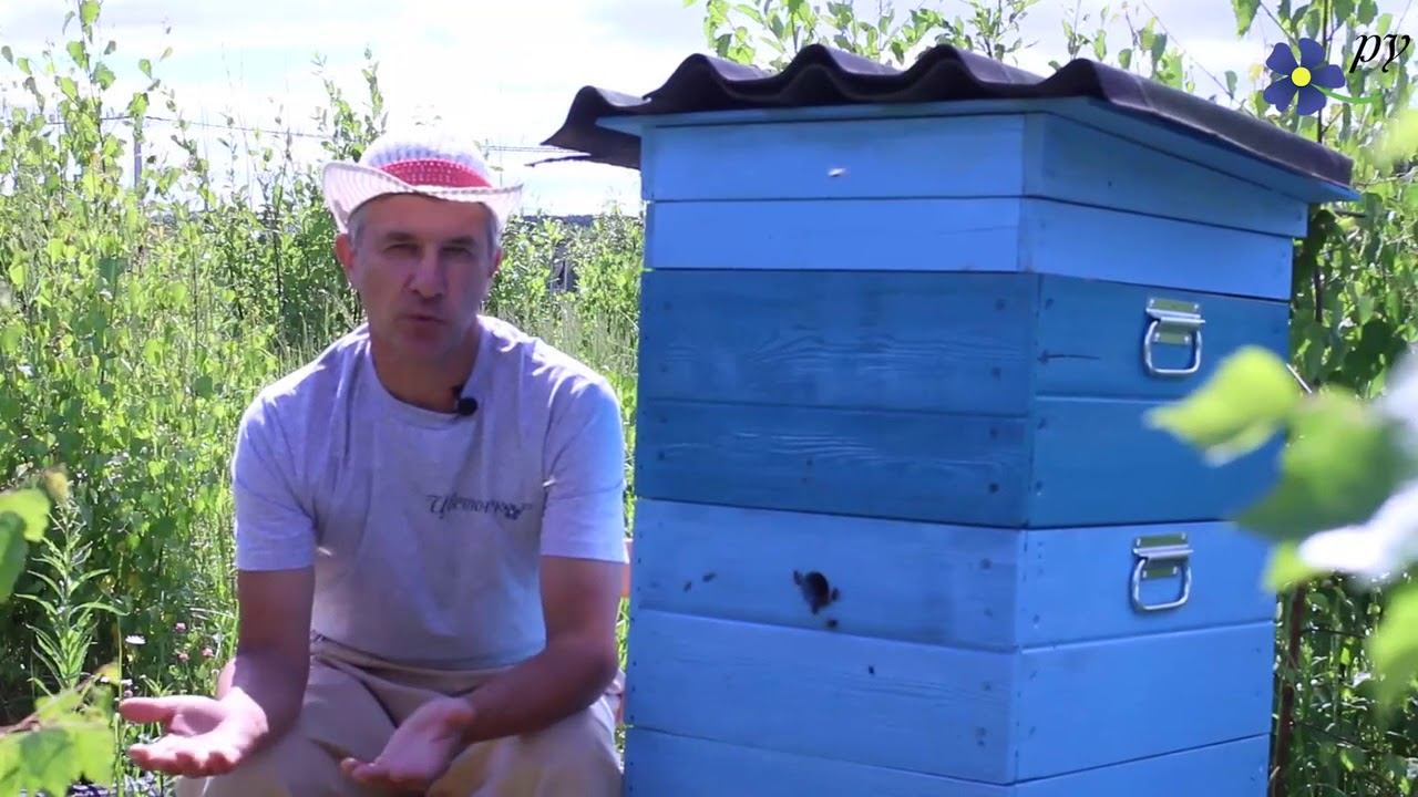 Куда направлять летки ульев смотреть онлайн