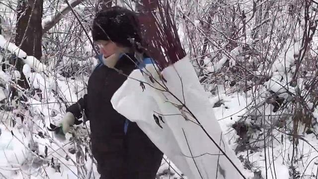 Лозоплетение  Сбор краснотала  Часть 2