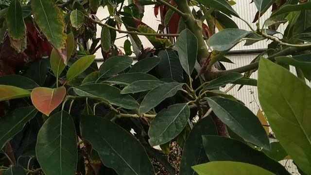 Avocado and Mango fruiting in German greenhouse (Persea americana, Mangifera indica) смотреть онлайн