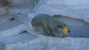 スイッチ入ったホウちゃん💗見ているお客さんもしあわせオーラ全開【天王寺動物園】