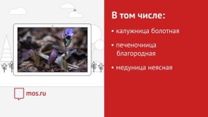 Растения в Красной книге Москвы