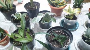 Обзор полива сансевиерии.