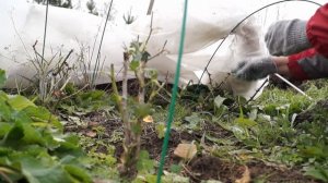 Готовим розы на зиму в Сибири